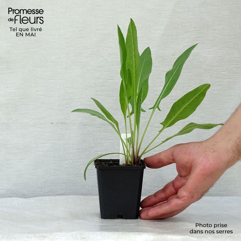 Amostra de Centáurea macrocephala Vaso de 8/9 cm tal como entregue na primavera