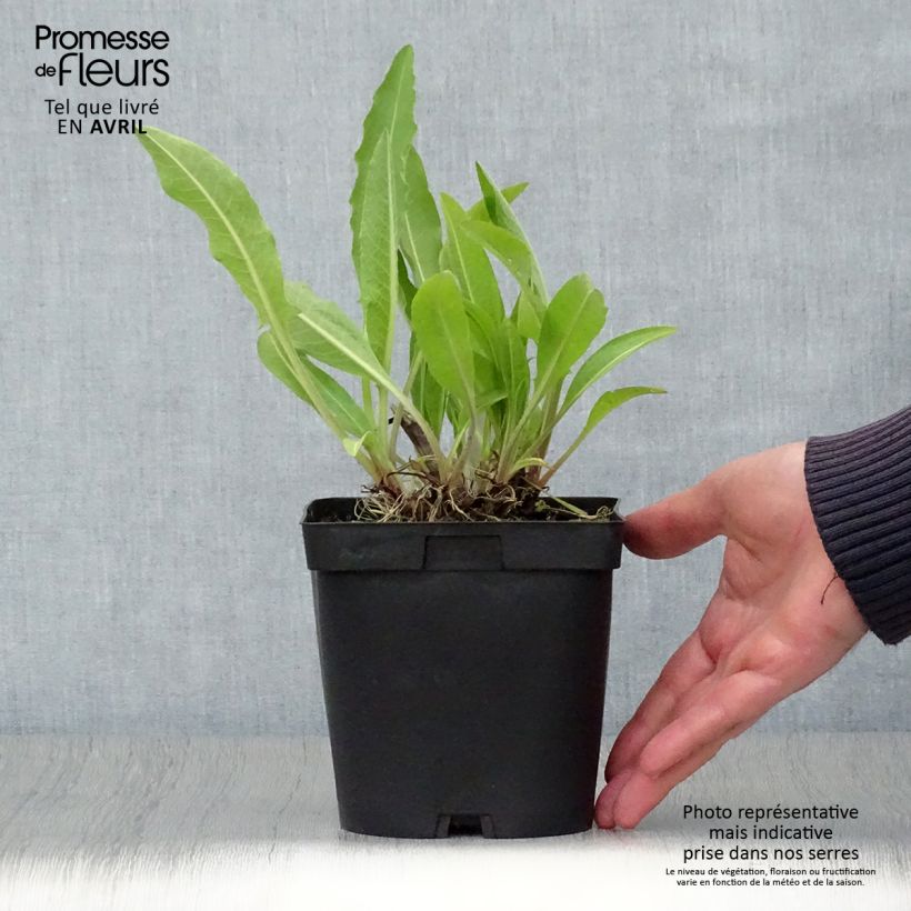 Amostra de Centáurea macrocephala Vaso de 2 L/3 L tal como entregue na primavera