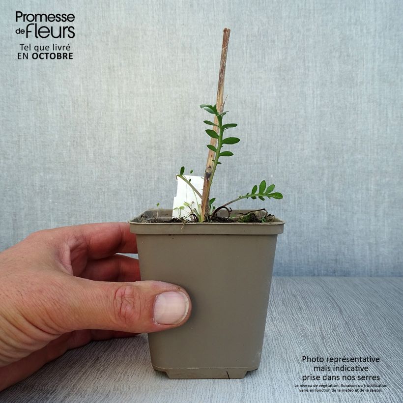 Amostra de Centáurea orientalis Vaso de 8/9 cm tal como entregue no outono