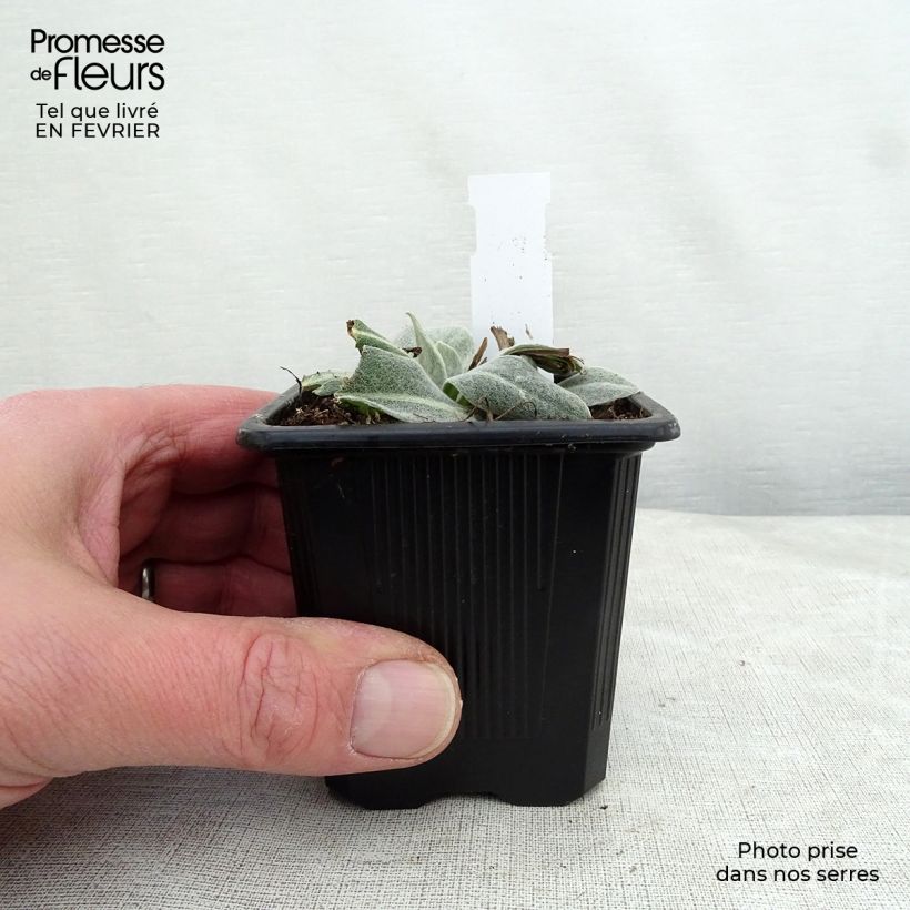 Amostra de Centaurée Caramia - Centaurea (x) montana Vaso de 8/9 cm tal como entregue no inverno
