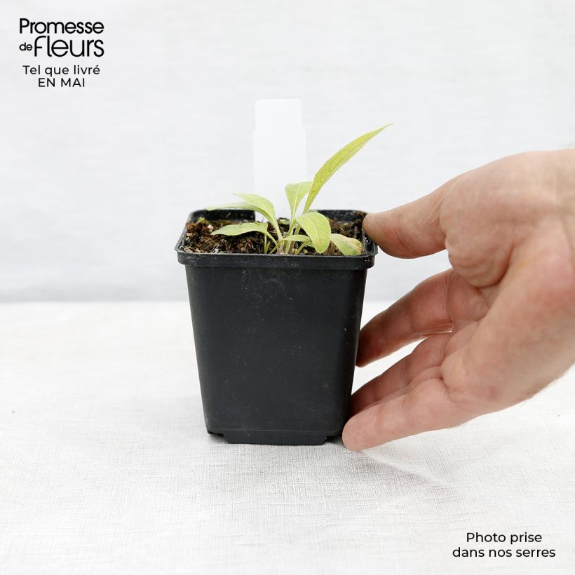 Amostra de Centáurea Caramia Vaso de 8/9 cm tal como entregue na primavera