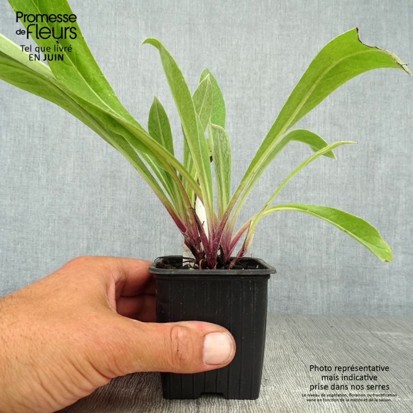 Amostra de Centáurea Caramia Vaso de 8/9 cm tal como entregue no verão