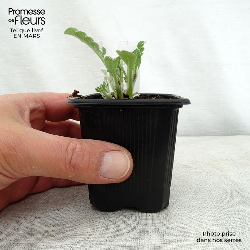 Amostra de Centáurea hypoleuca John Coutts Vaso de 8/9 cm tal como entregue na primavera