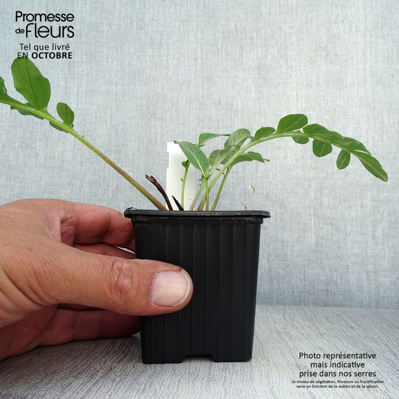 Amostra de Centáurea hypoleuca John Coutts Vaso de 8/9 cm tal como entregue no outono