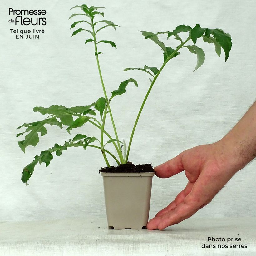 Amostra de Centáurea hypoleuca John Coutts Vaso de 8/9 cm tal como entregue no verão