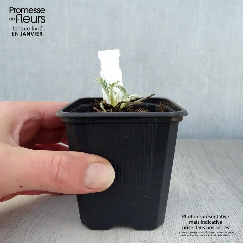 Amostra de Centaurée - Centaurea hypoleuca John Coutts Vaso de 8/9 cm tal como entregue no inverno