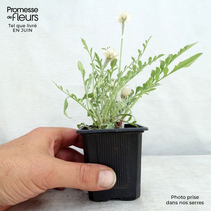 Amostra de Centáurea pulcherrima Vaso de 8/9 cm tal como entregue no verão