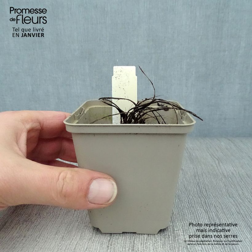 Amostra de Centaurée, Centaurea pulcherrima Vaso de 8/9 cm tal como entregue no inverno