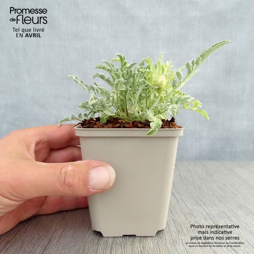 Amostra de Centáurea pulcherrima Vaso de 8/9 cm tal como entregue na primavera