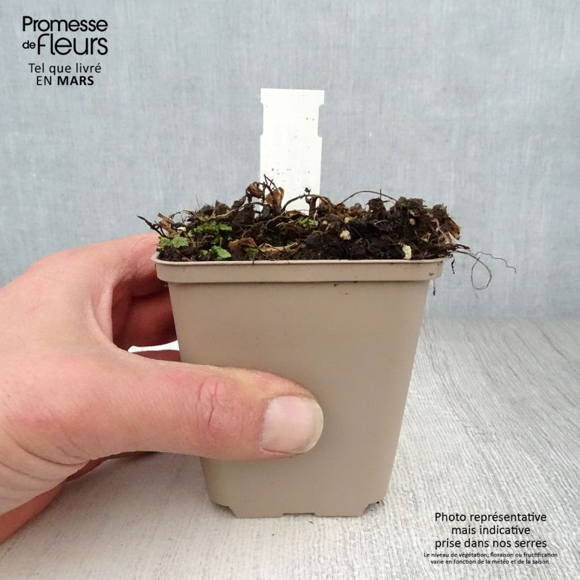 Amostra de Centáurea ruthenica Vaso de 8/9 cm tal como entregue na primavera