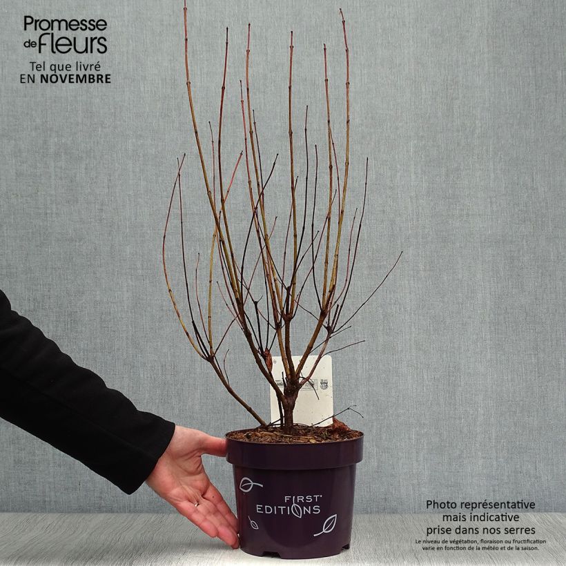 Amostra de Cephalanthus occidentalis Fiber Optics Vaso de 3 L/4 L tal como entregue no outono