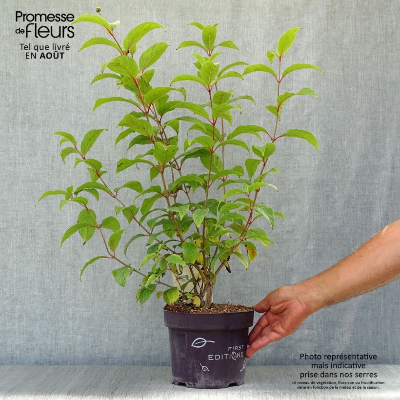 Amostra de Cephalanthus occidentalis Fiber Optics Vaso de 3 L/4 L tal como entregue no verão