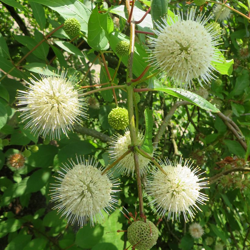 Cephalanthus occidentalis Moonlight Fantasy (Floração)