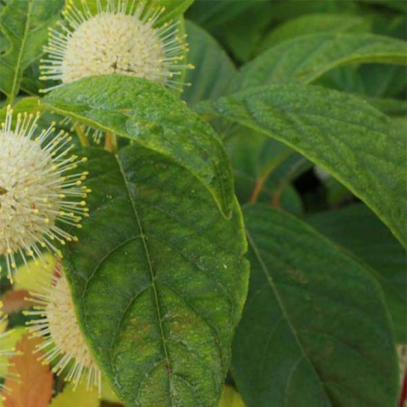 Cephalanthus occidentalis Sugar Shack (Folhagem)