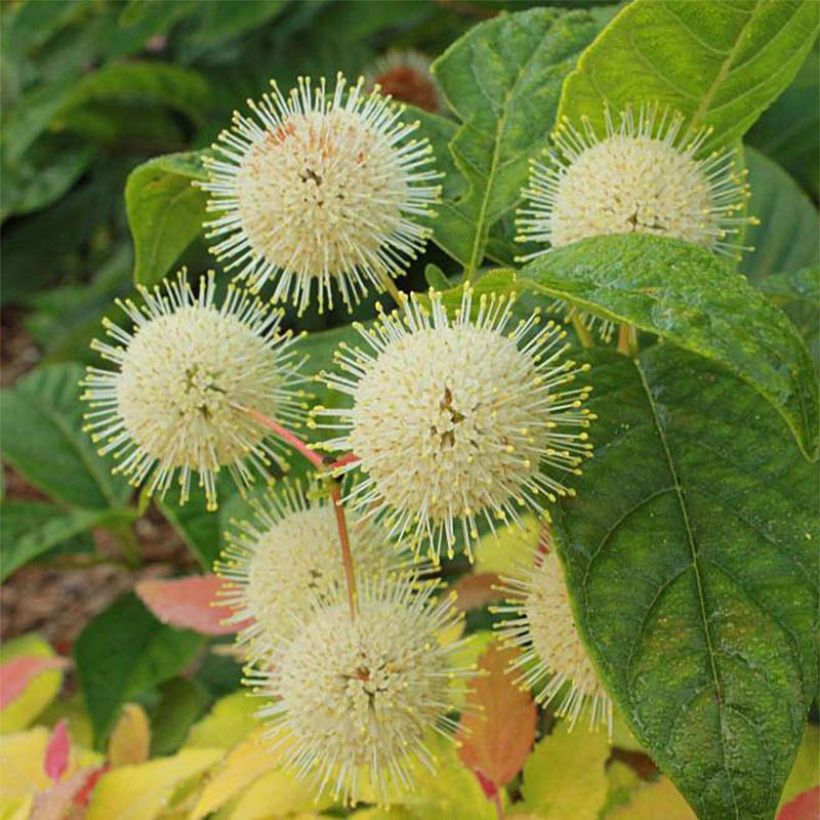 Cephalanthus occidentalis Sugar Shack (Floração)