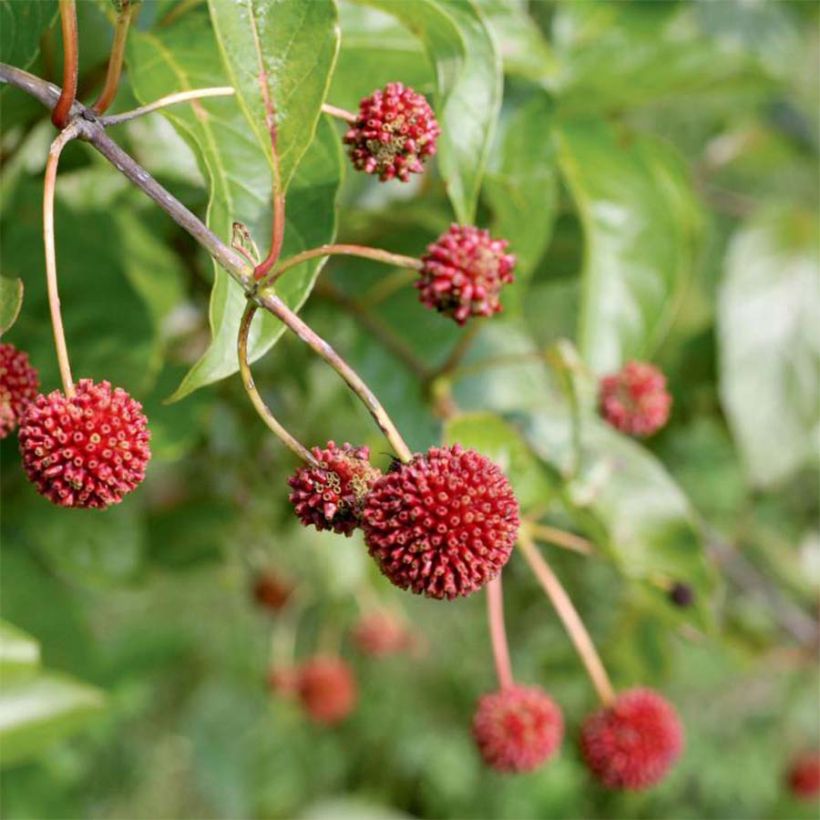 Cephalanthus occidentalis Sugar Shack (Colheita)