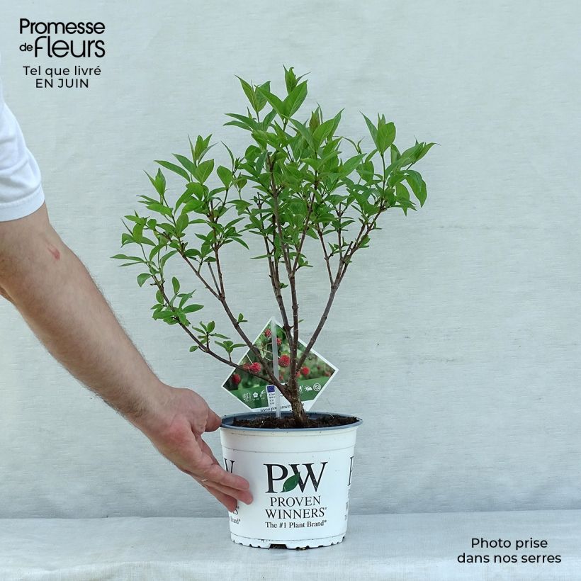 Amostra de Cephalanthus occidentalis Sugar Shack Vaso de 2 L/3 L tal como entregue no verão