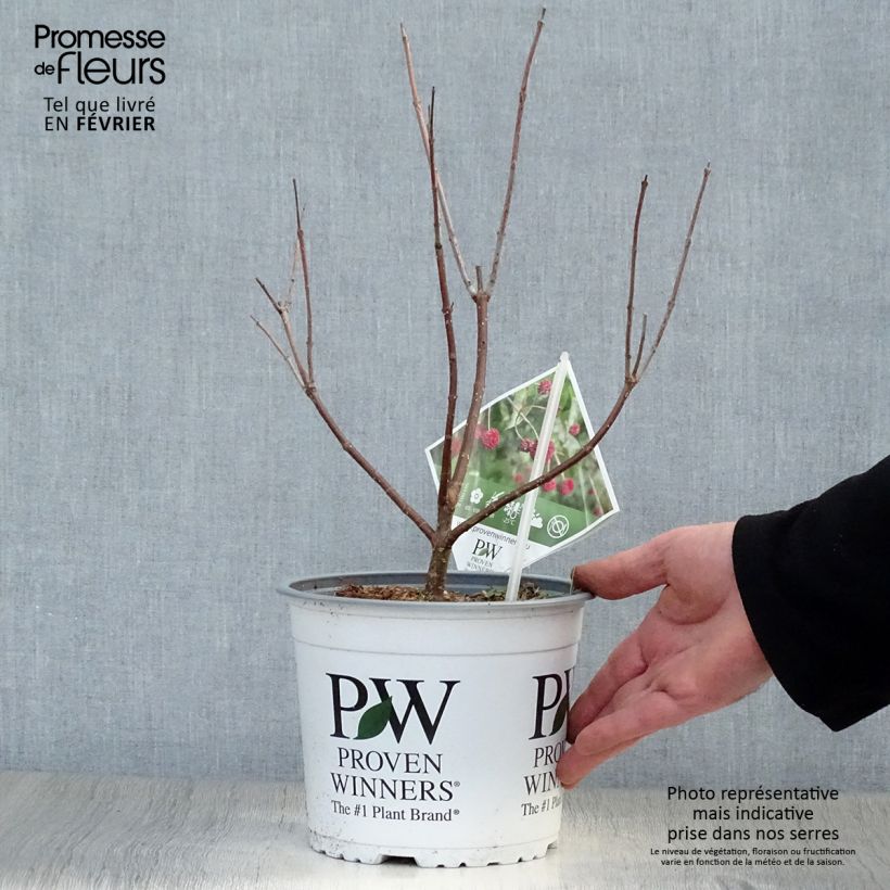 Amostra de Cephalanthus occidentalis Sugar Shack Vaso de 2 L/3 L tal como entregue no inverno