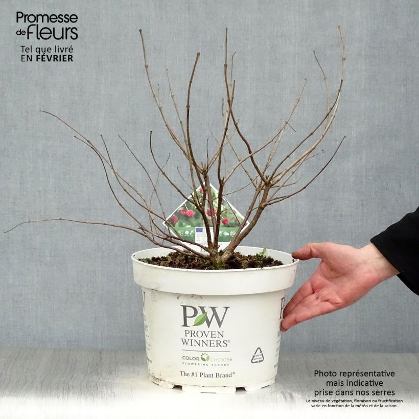 Amostra de Cephalanthus occidentalis Sugar Shack Vaso de 7,5 L/10 L tal como entregue no inverno