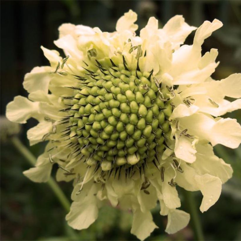 Cephalaria alpina (Floração)