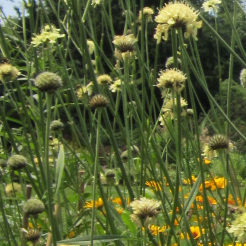 Cephalaria gigantea (Floração)