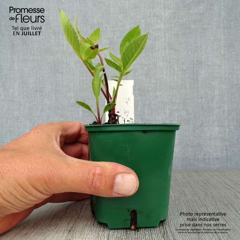 Amostra de Cephalaria gigantea Vaso de 8/9 cm tal como entregue no verão