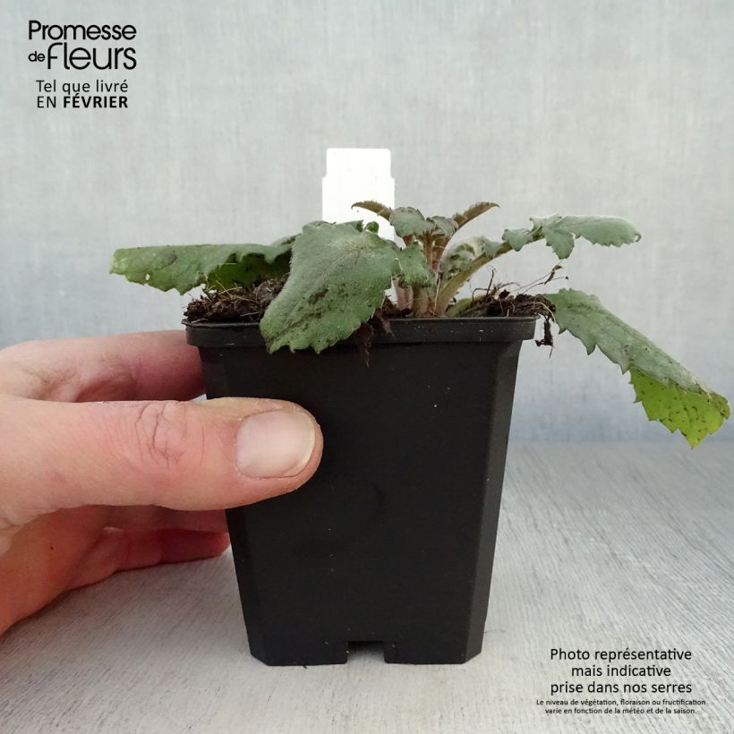 Amostra de Cephalaria gigantea Vaso de 8/9 cm tal como entregue no inverno