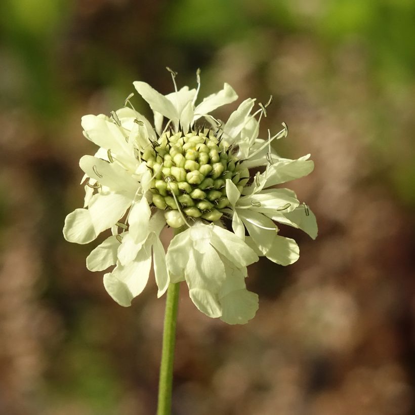 Cephalaria gigantea (Floração)
