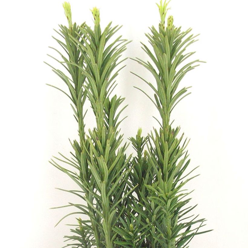 Cephalotaxus harringtonia Fastigiata (Folhagem)