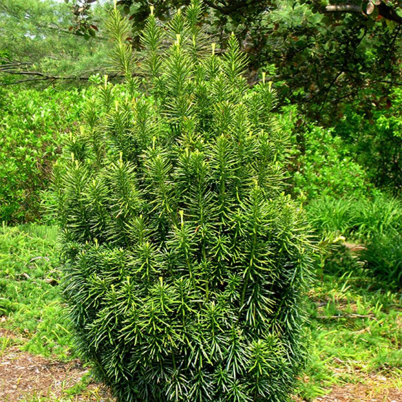 Cephalotaxus harringtonia Fastigiata (Hábito)