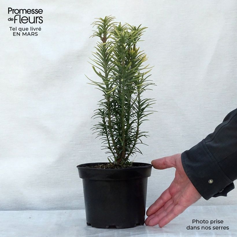 Amostra de Cephalotaxus harringtonia Korean Gold Vaso de 2 L/3 L tal como entregue no inverno