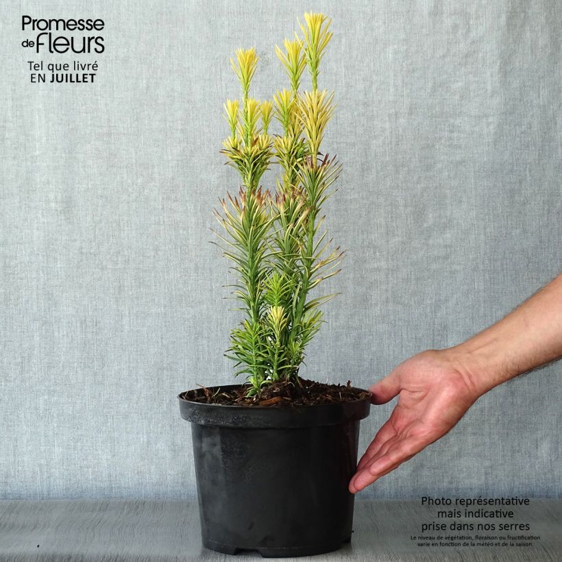 Amostra de Cephalotaxus harringtonia Korean Gold Vaso de 2 L/3 L tal como entregue no verão