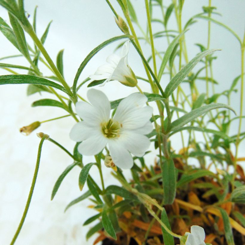 Cerastium biebersteinii (Floração)
