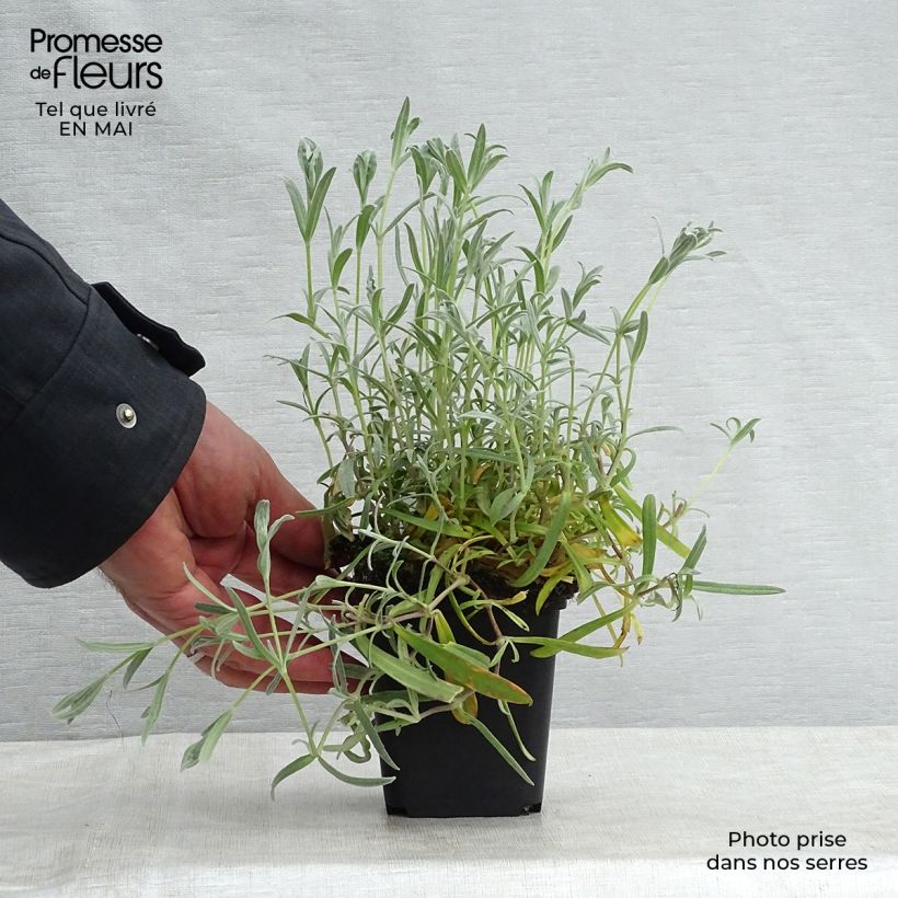 Amostra de Cerastium biebersteinii Vaso de 8/9 cm tal como entregue na primavera