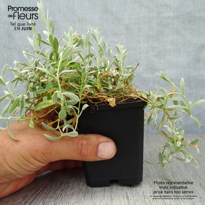 Amostra de Cerastium biebersteinii Vaso de 8/9 cm tal como entregue no verão