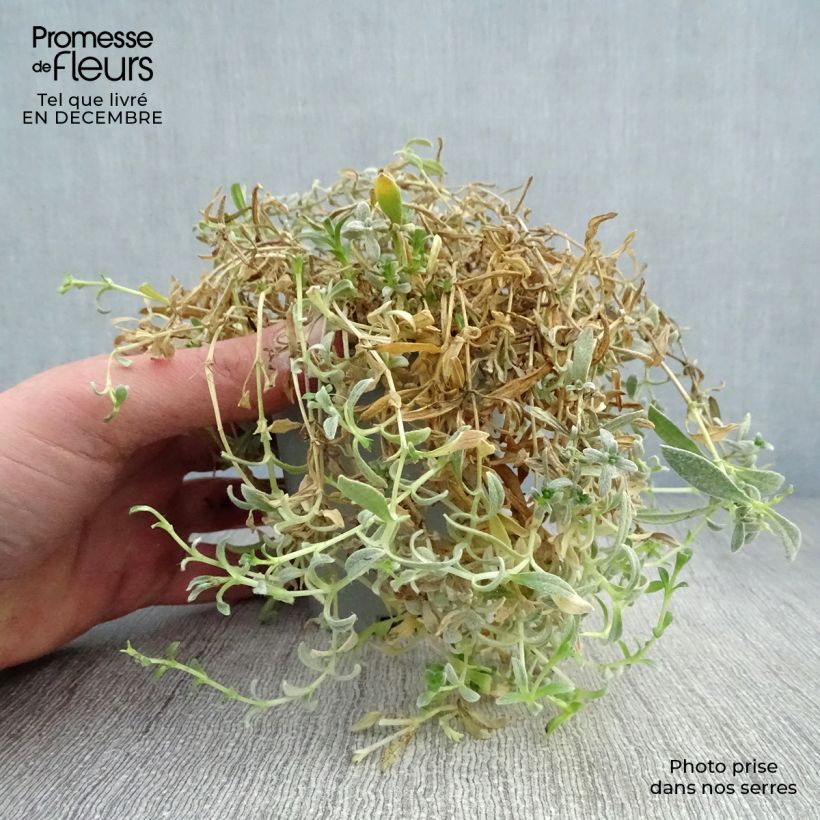 Amostra de Cerastium biebersteinii Vaso de 8/9 cm tal como entregue no inverno