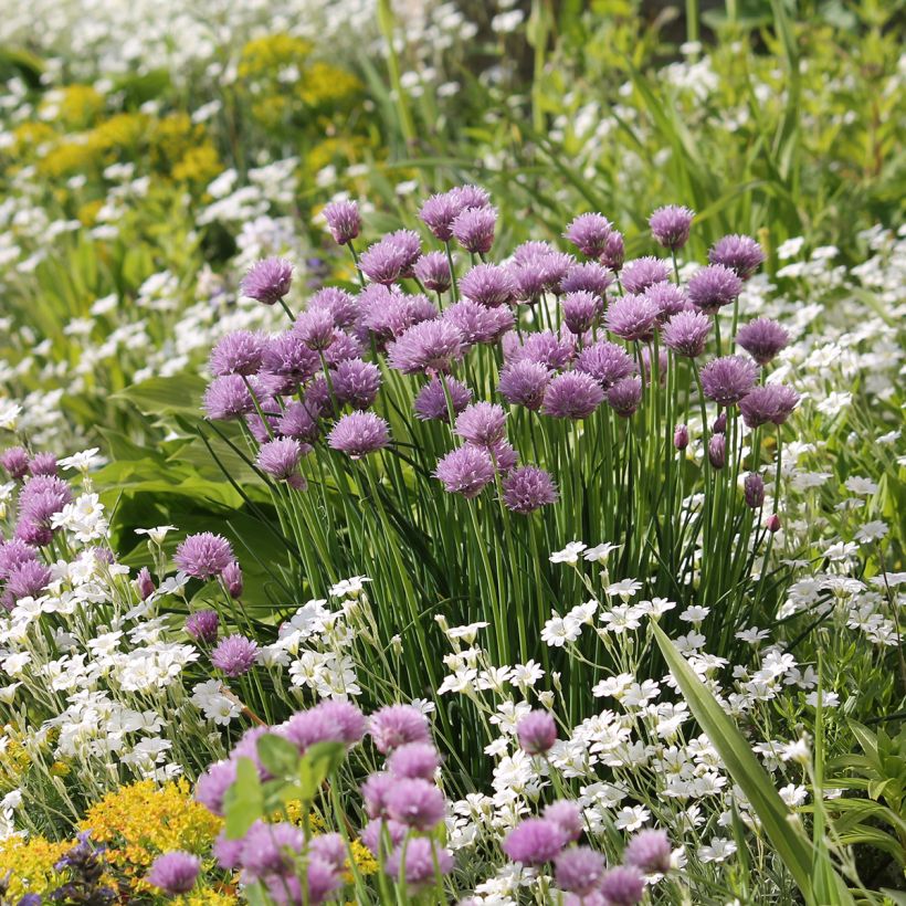 Cerastium biebersteinii (Hábito)