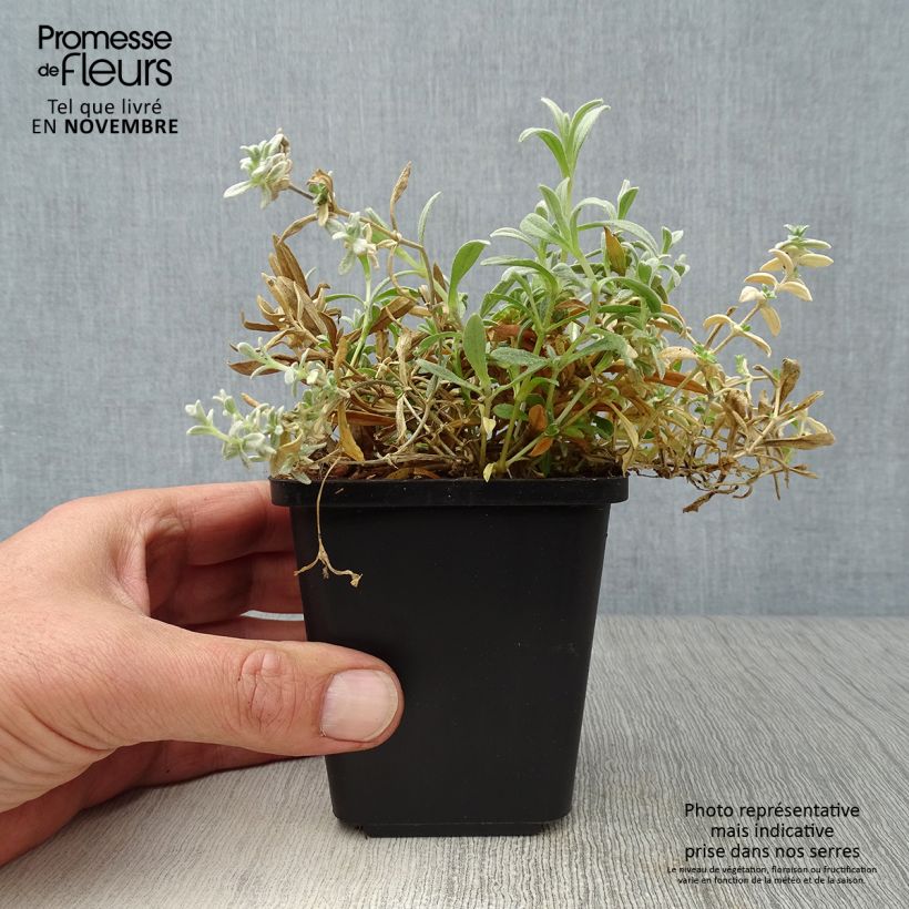 Amostra de Cerastium tomentosum Yo Yo Vaso de 8/9 cm tal como entregue no outono