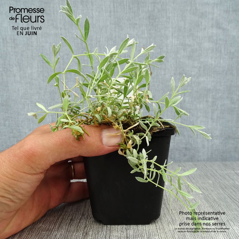 Amostra de Cerastium tomentosum Yo Yo Vaso de 8/9 cm tal como entregue no verão