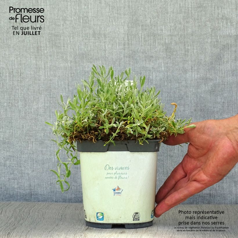 Amostra de Cerastium tomentosum Yo Yo Vaso de 2 L/3 L tal como entregue no verão
