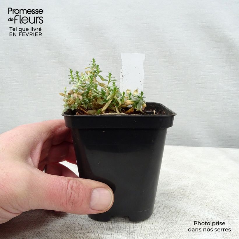 Amostra de Cerastium tomentosum Yo Yo - Oreille de souris Vaso de 8/9 cm tal como entregue no inverno