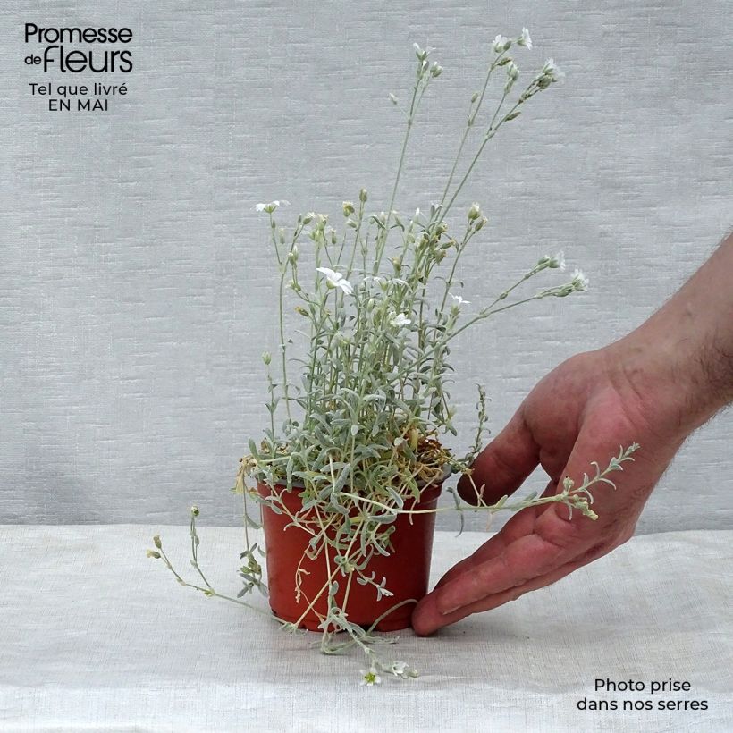 Amostra de Cerastium tomentosum Yo Yo Vaso de 8/9 cm tal como entregue na primavera