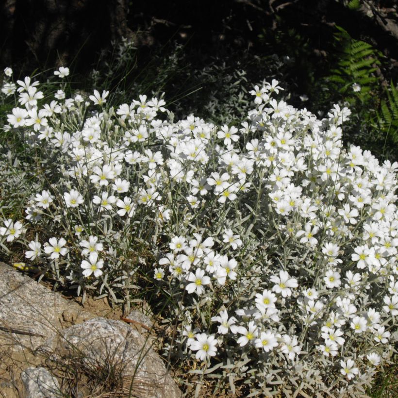 Cerastium tomentosum Yo Yo (Hábito)