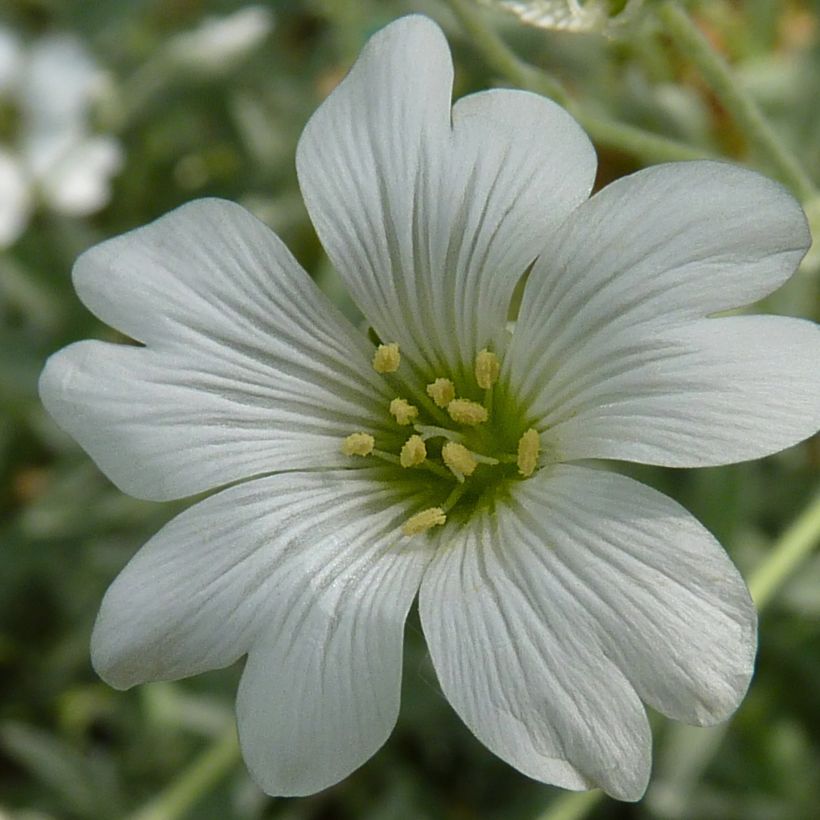 Cerastium tomentosum Yo Yo (Floração)