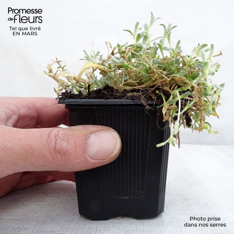 Amostra de Cerastium tomentosum var. columnae Vaso de 8/9 cm tal como entregue no inverno