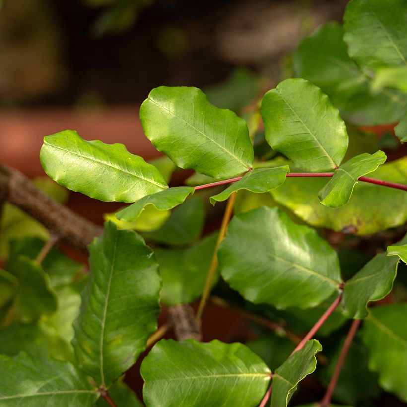 Ceratonia siliqua em sementes (Folhagem)