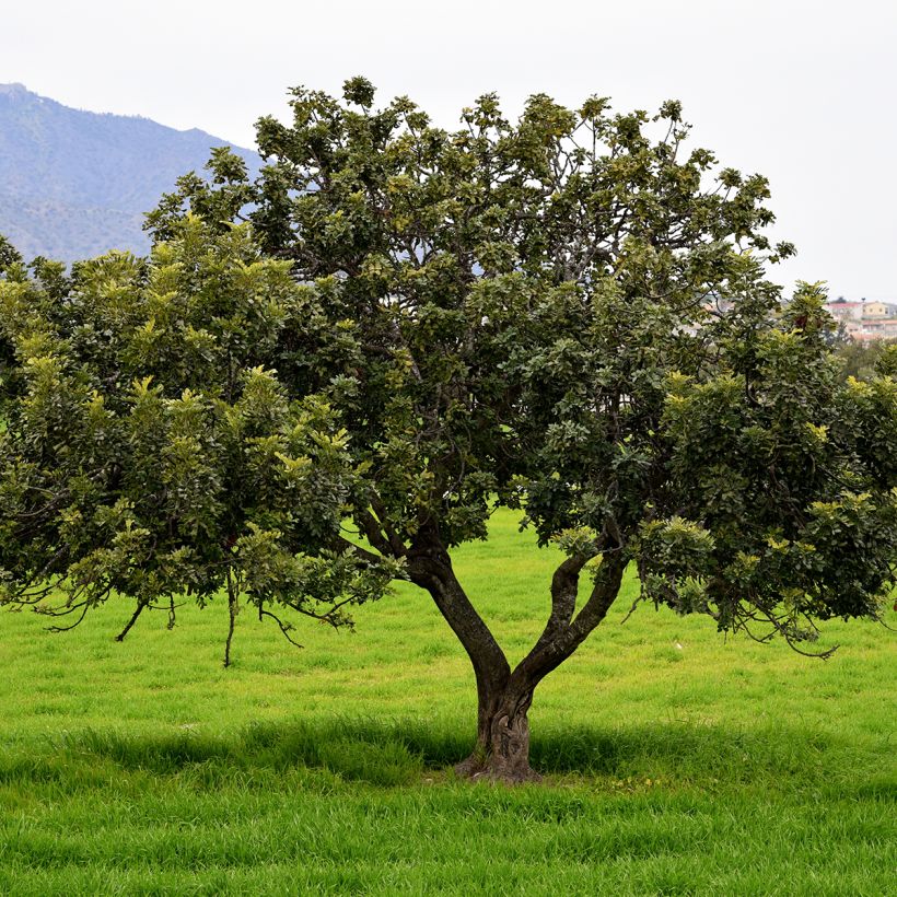 Ceratonia siliqua em sementes (Hábito)