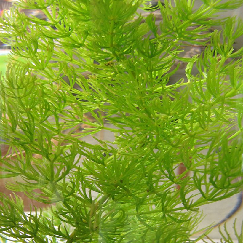 Ceratophyllum demersum (Folhagem)