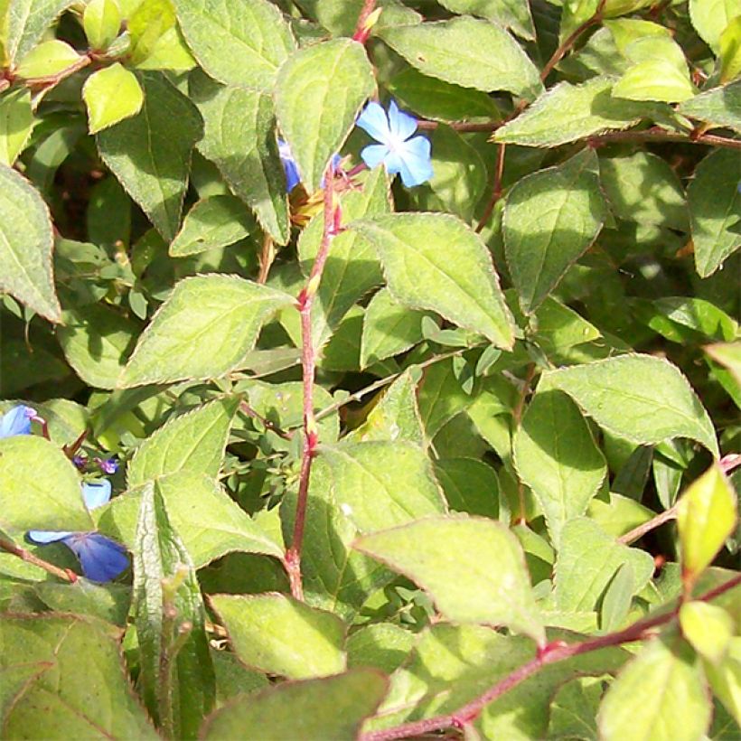 Ceratostigma griffithii (Folhagem)