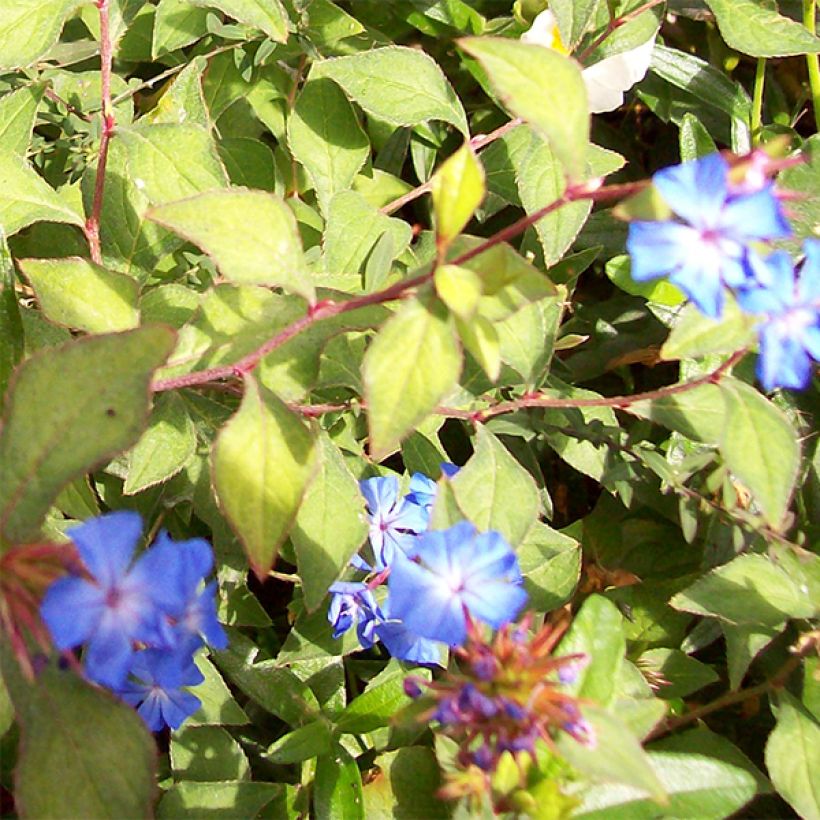 Ceratostigma griffithii (Floração)